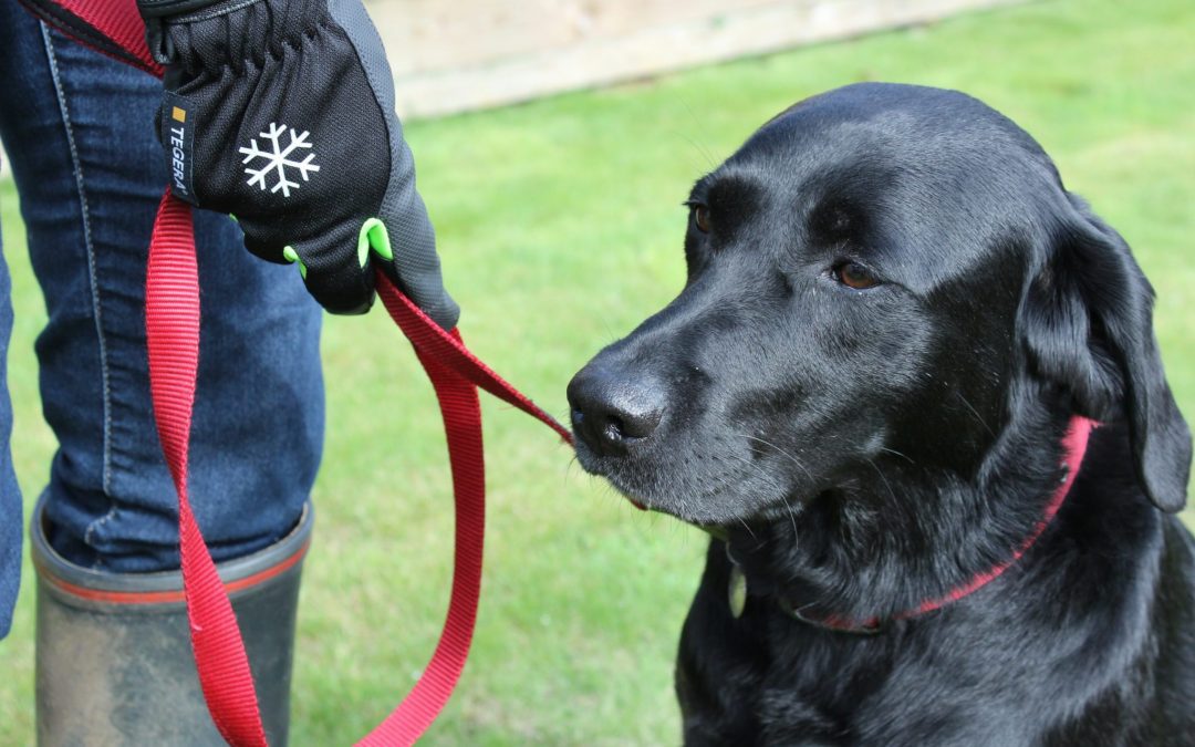 The best thermal & waterproof gloves for winter dog walking and more!